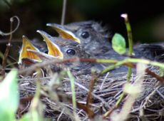 Amsel-8-Tag-Mittag-2.jpg